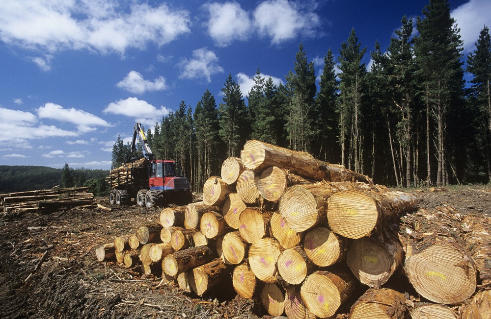 Российский экспорт лесопродукции составил 4,4 млрд долларов