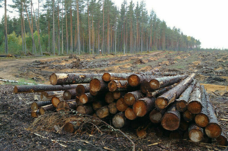 В России возникли проблемы с поставкой лесоматериалов в Узбекистан