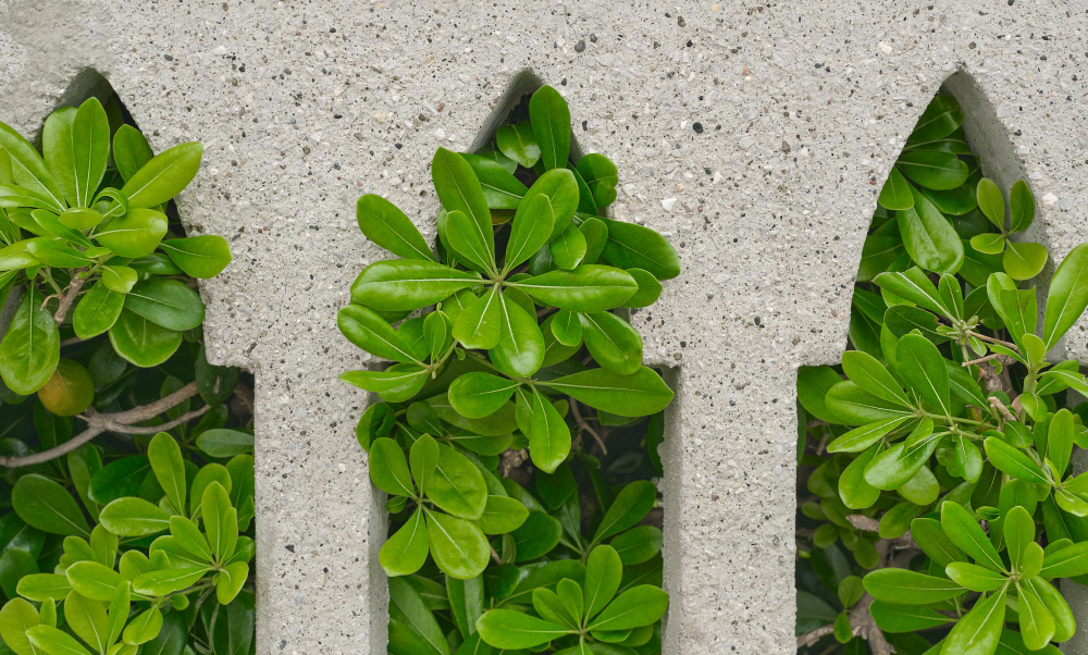 Вертикальное озеленение фасадов зданий теперь регламентируется отдельным стандартом